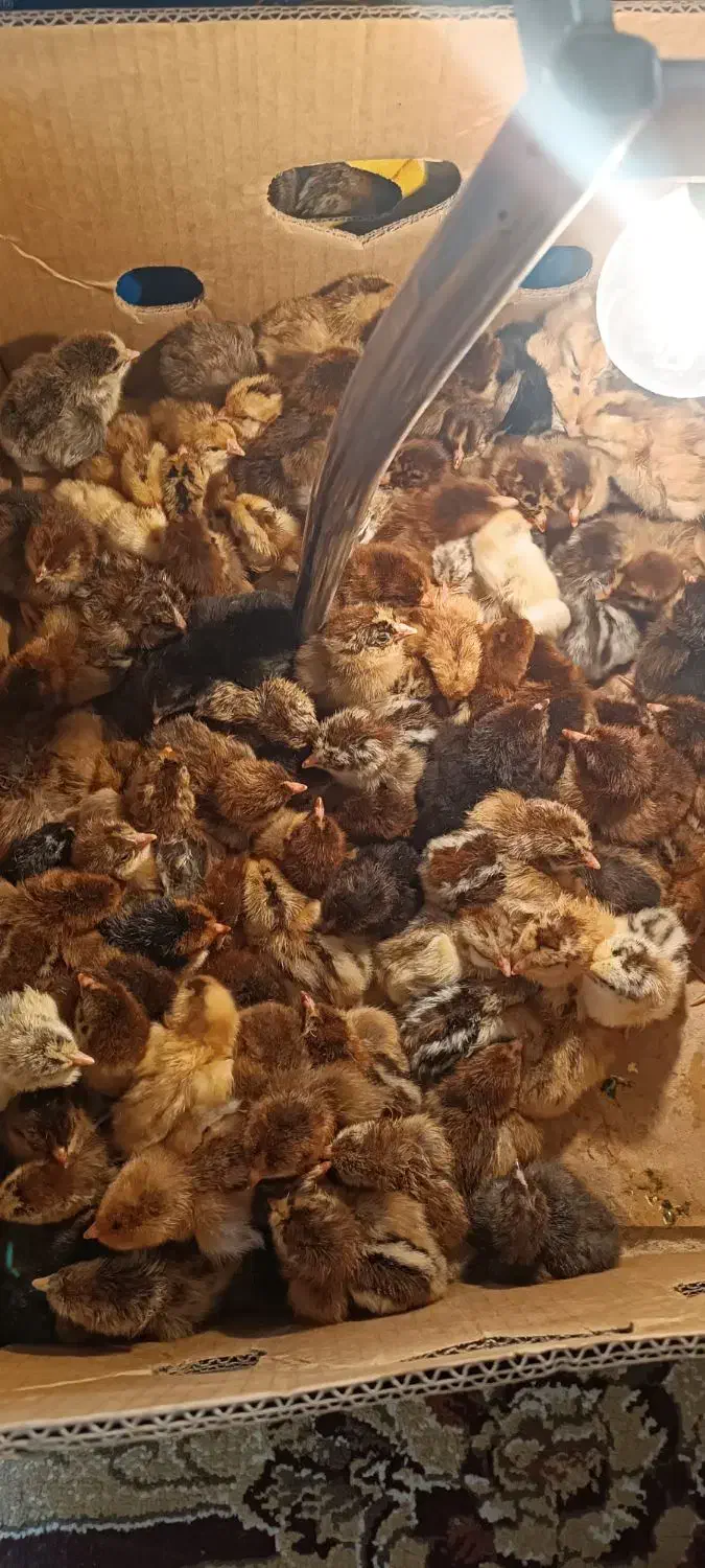 دستگاه جوجه کشی اسکندری 1008 تای|حیوانات مزرعه|باغ بهادران, |دیوار