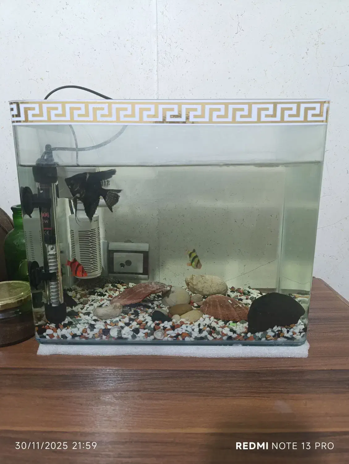 آکواریوم|ماهی|الوند, |دیوار