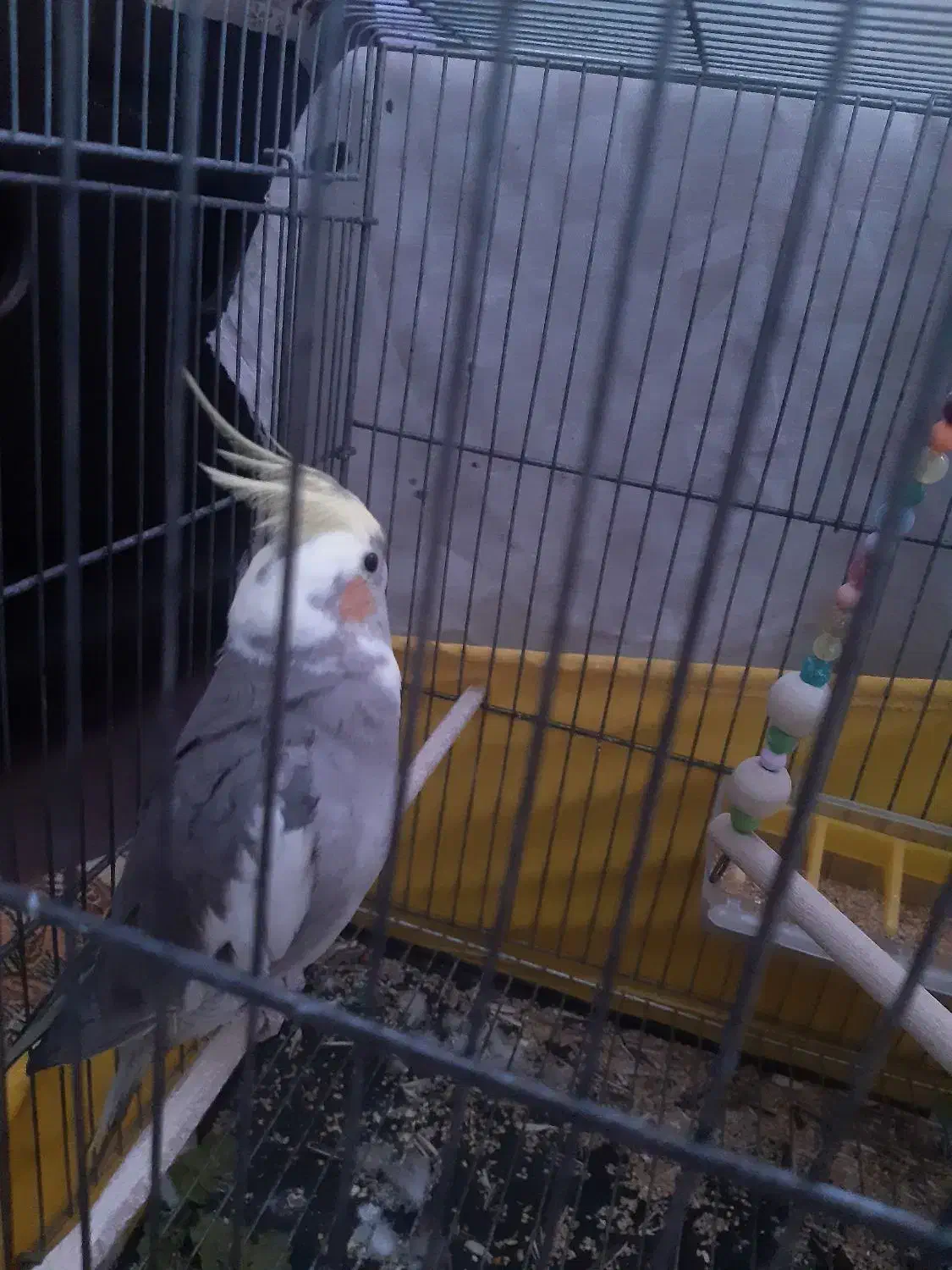 عروس هلندی|پرنده|وحیدیه, |دیوار