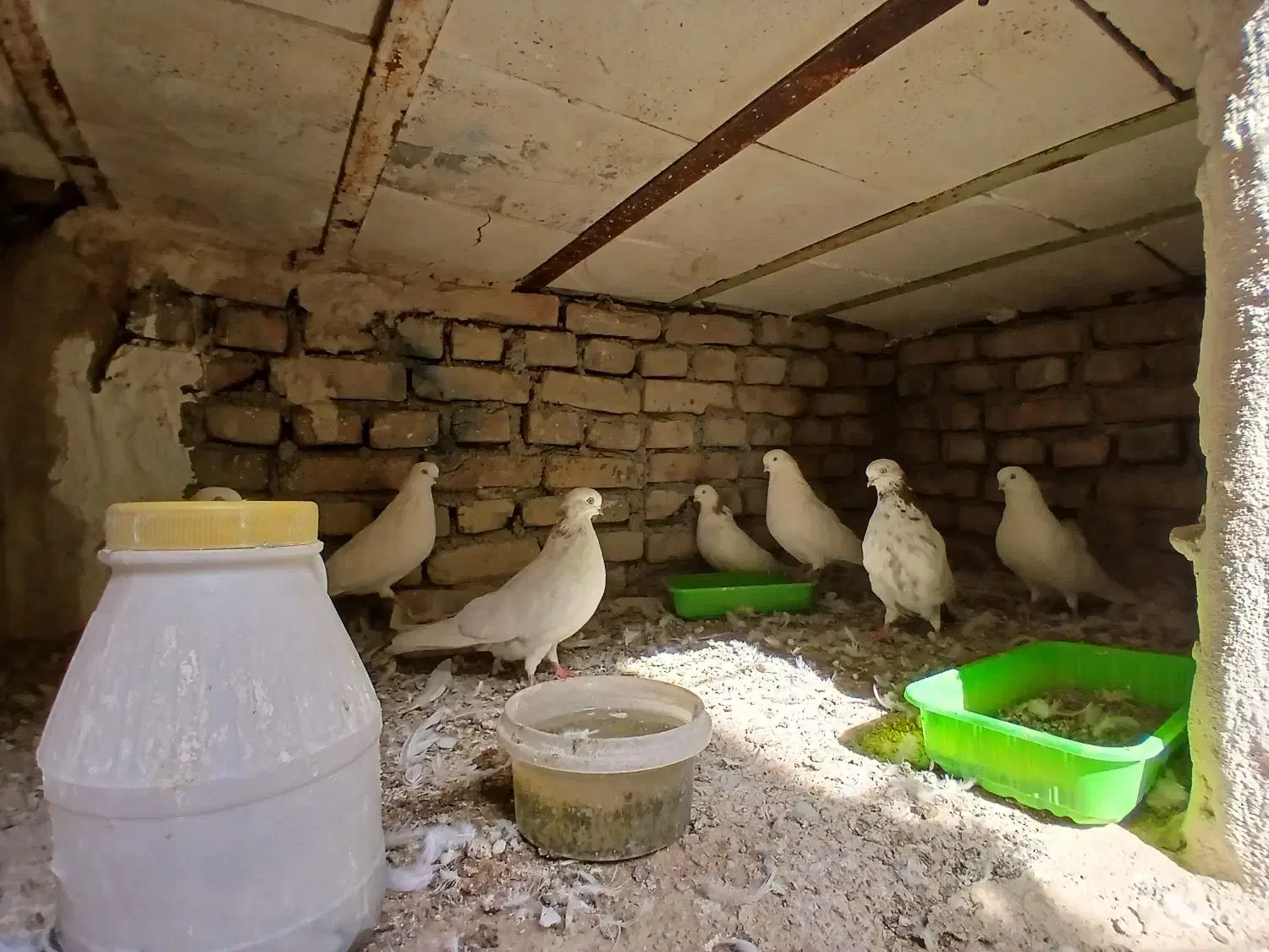 کبوتر نوک چشم سفید|پرنده|شهریار, شهرک بهاران (ویره)|دیوار