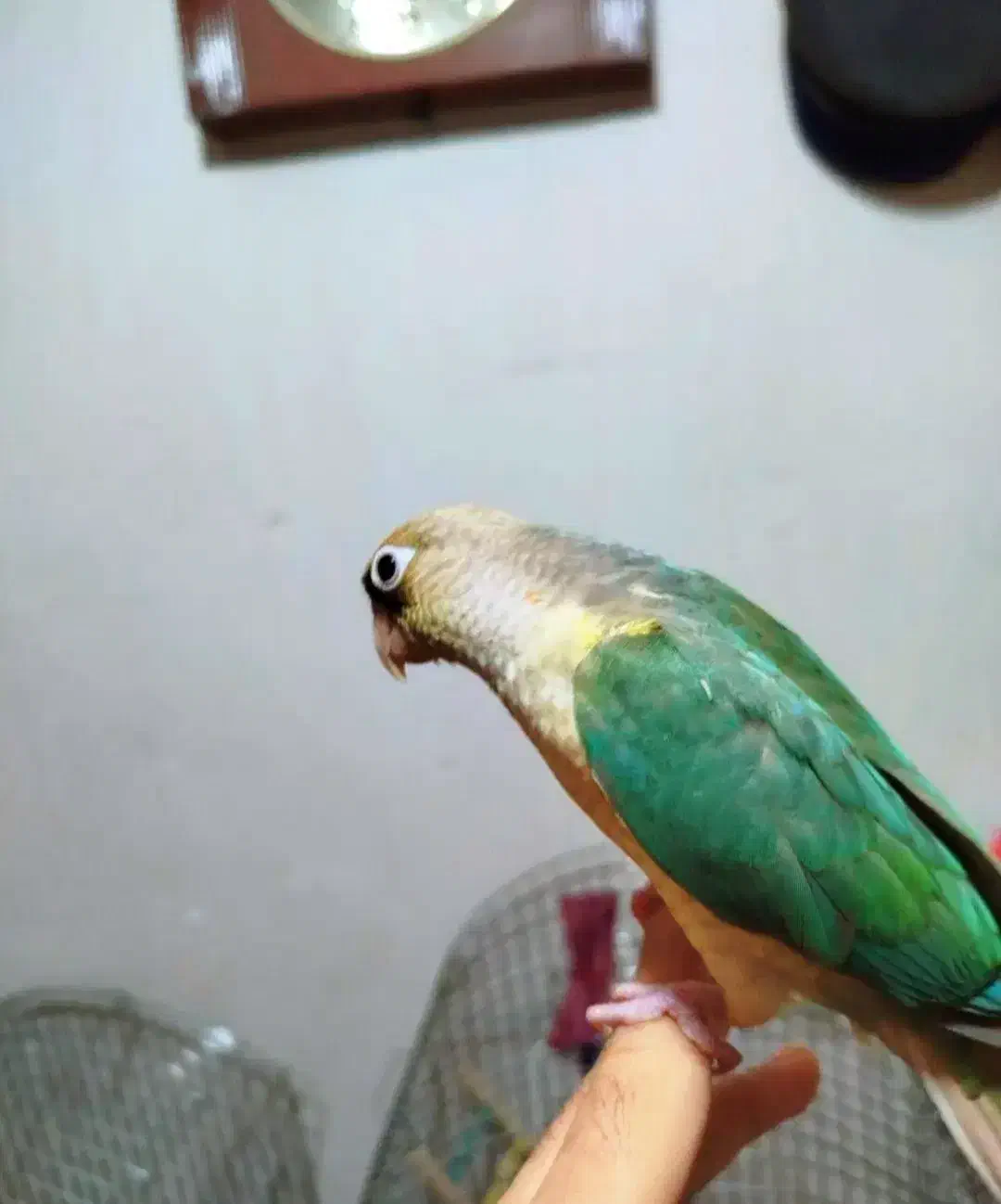 پرنده|پرنده|اصفهان, کلمان|دیوار