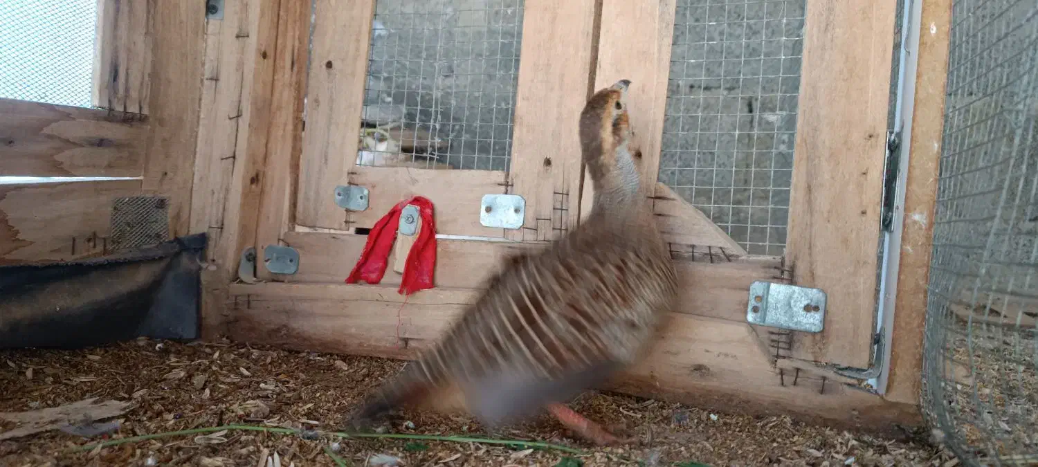 کپ پاکستانی|پرنده|سراوان, |دیوار