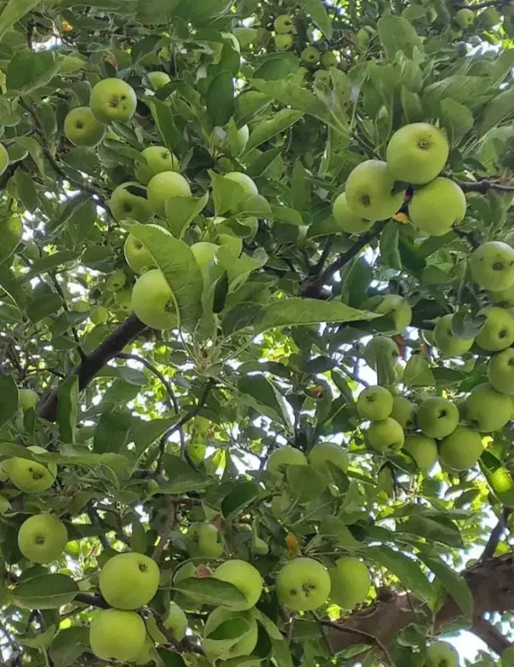 فروش 60 تن سیب قرمز و سفید|حراج|میاندوآب, |دیوار