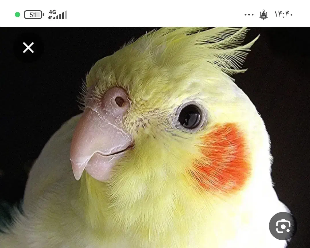 گمشده|حیوانات|شهر بابک, |دیوار