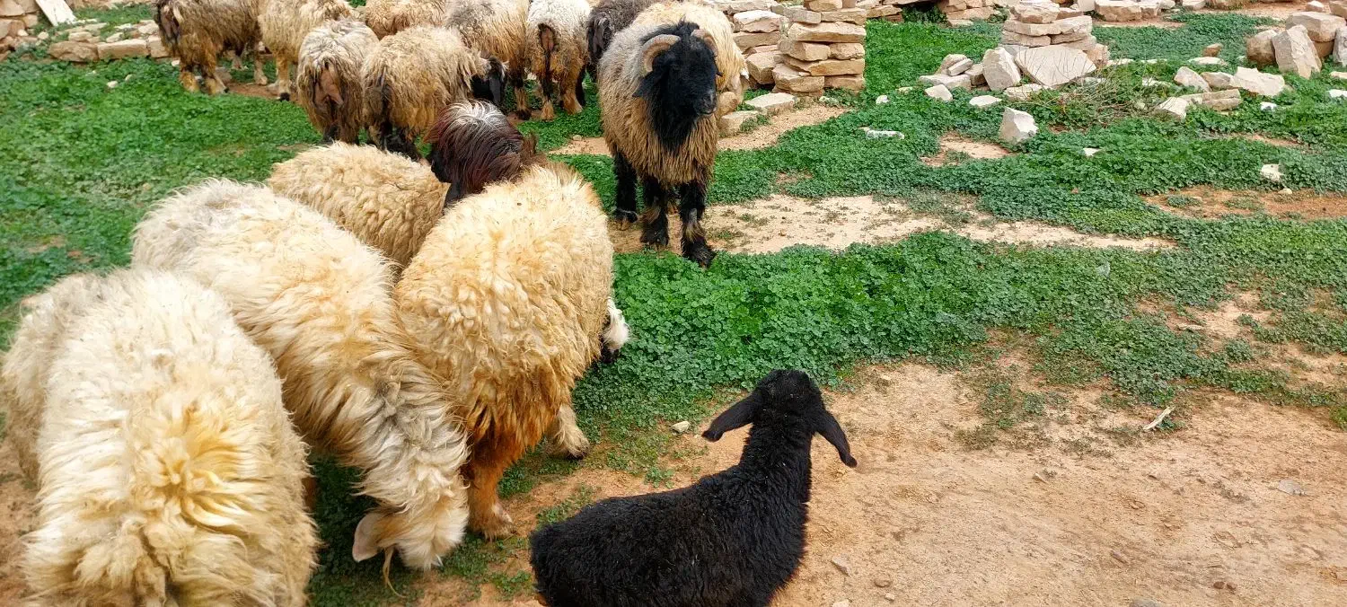 میش داشتی|حیوانات مزرعه|مسجد سلیمان, |دیوار