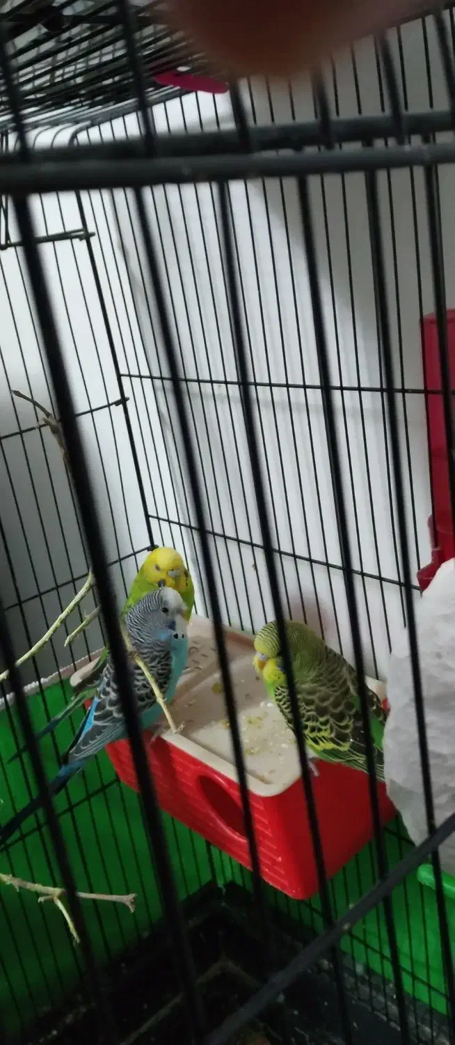 مرغ عشق|پرنده|ارومیه, |دیوار