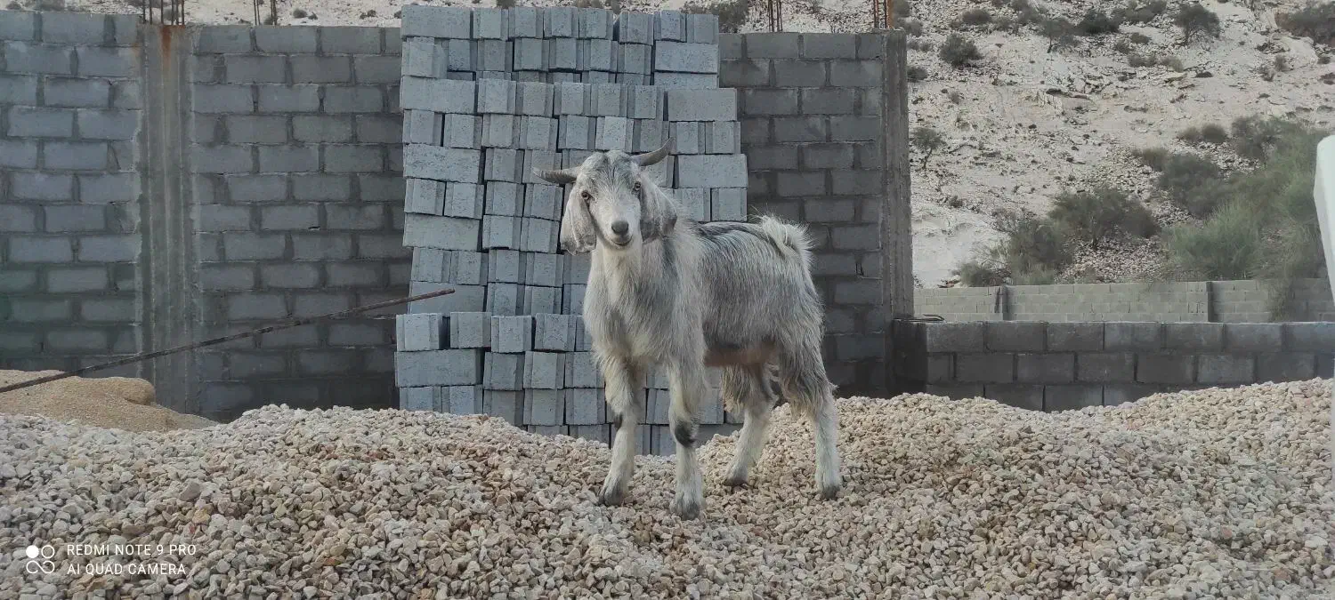 یک عدد کهره|حیوانات مزرعه|بندر کنگان, |دیوار