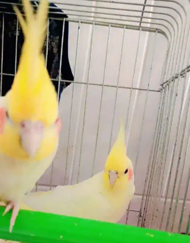 جفت عروس هلندی|پرنده|قم, قلعه کامکار|دیوار