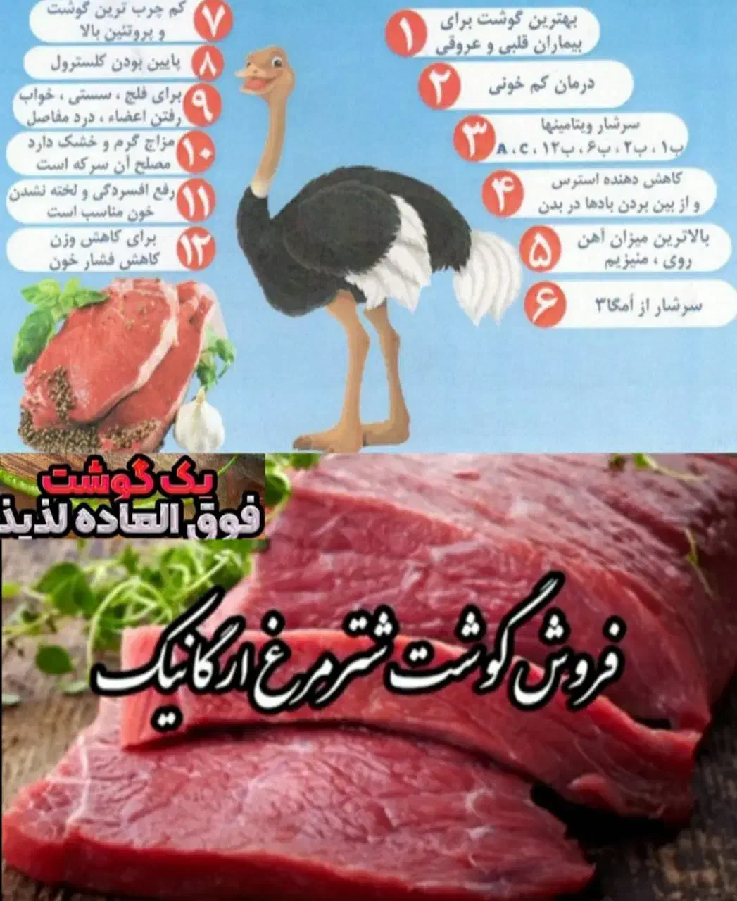 جوجه شترمرغ تخم خوراکی گوشت روغن قلم|حیوانات مزرعه|یاسوج, |دیوار