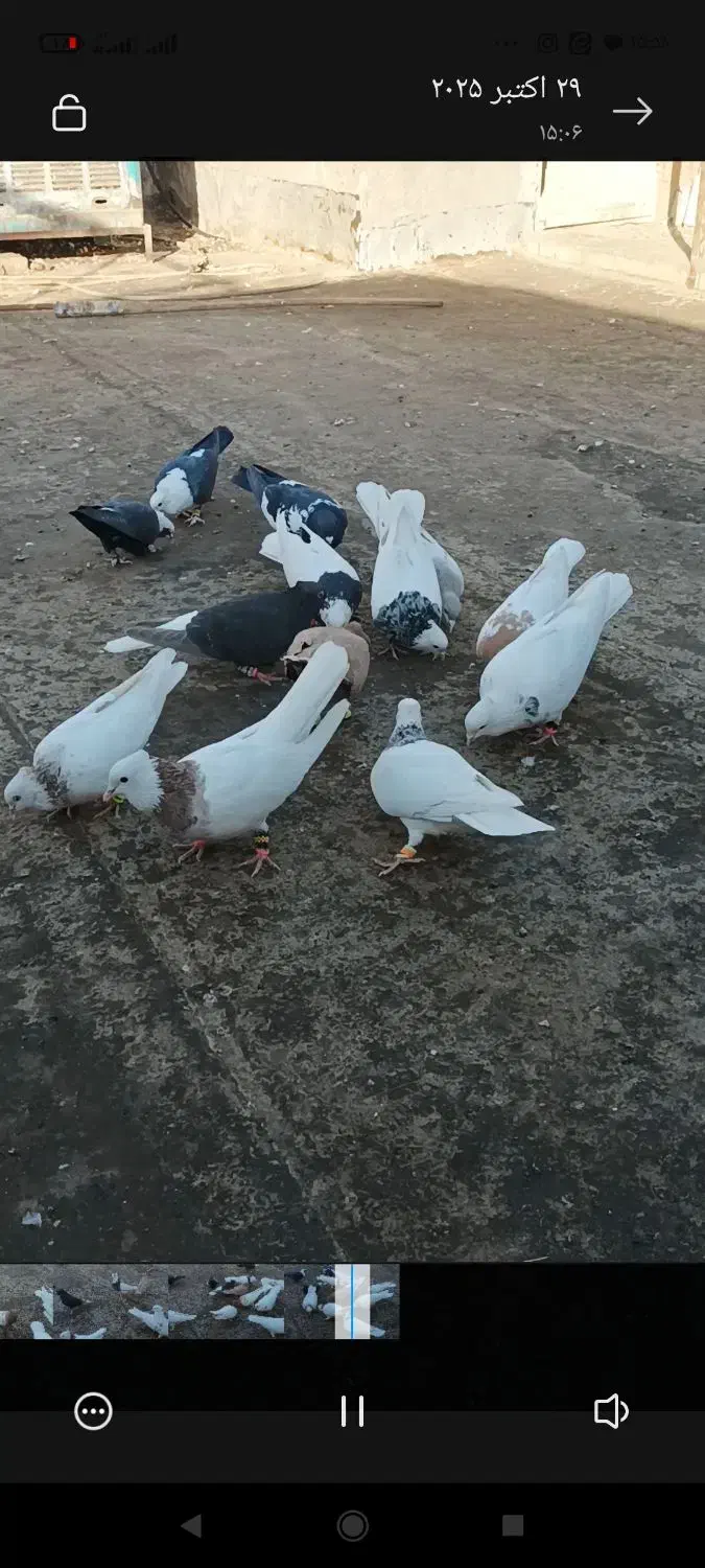 کبوتررنگه هوایی|پرنده|جلگه رخ, |دیوار