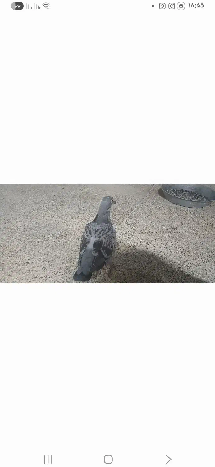 جوجه کبوتر(کفتر) مسافتی پلاکی بوم ندیده|پرنده|شیراز, شهرک امیر کبیر|دیوار
