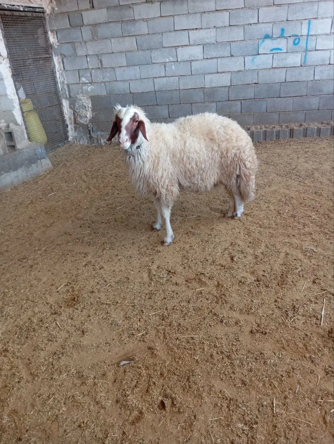 ۳راس شیشک قوچ سنجابی|حیوانات مزرعه|سرپل ذهاب, |دیوار