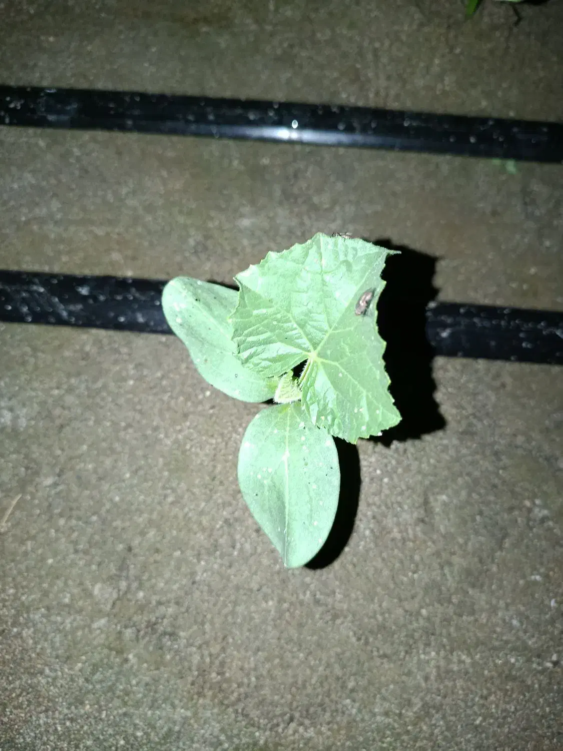 بذر خیار ام تی ۱۱۰|عمدهفروشی|اسماعیلی, |دیوار