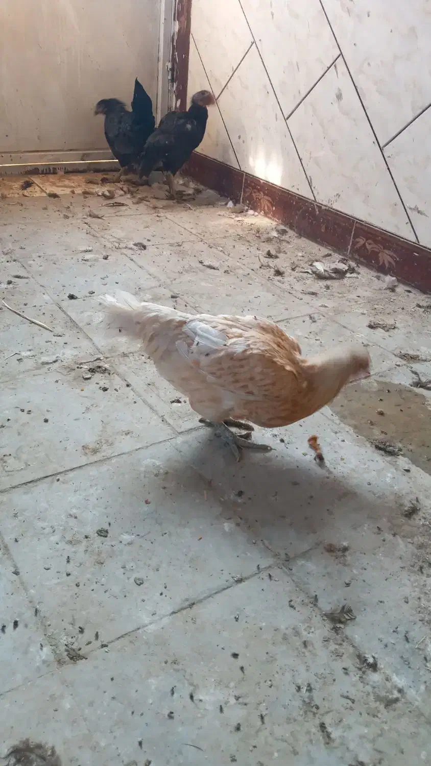 مرغ محلی وگلین به شرط تخم و جوجه|حیوانات مزرعه|کهنوج, |دیوار