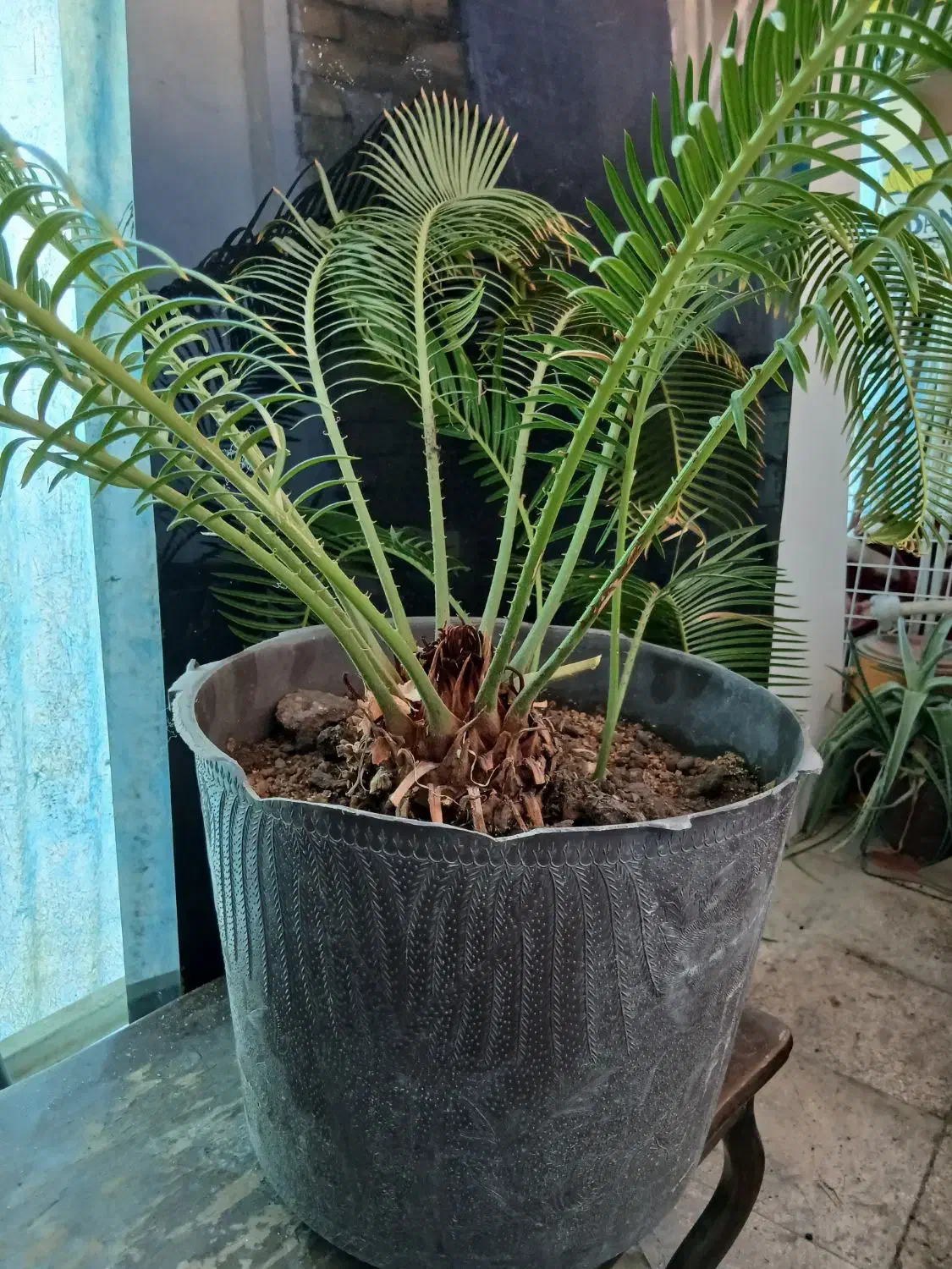 نخل زینتی|گل و گیاه طبیعی|اصفهان, کوی امام|دیوار