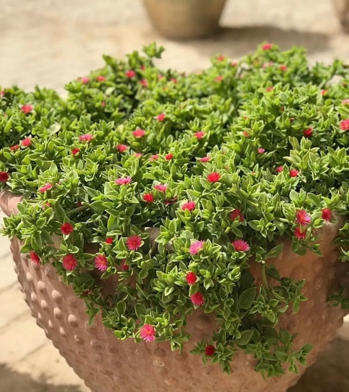 ناز یخی|گل و گیاه طبیعی|ارومیه, |دیوار
