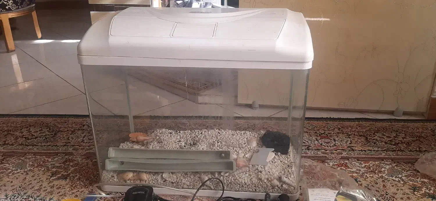 آکواریوم دلسا سفید|ماهی|پاکدشت, پاکدشت (مامازند)|دیوار