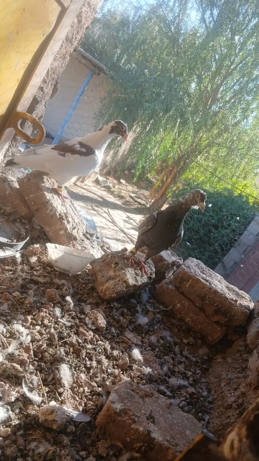 کبوتر|پرنده|گلبهار, شهر جدید گلبهار|دیوار