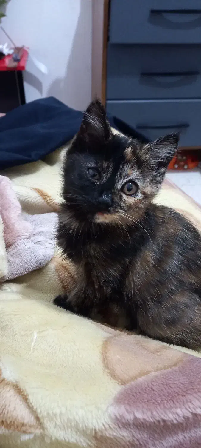 بچه گربه دوماهه|گربه|کرج, شهرک فهمیده|دیوار