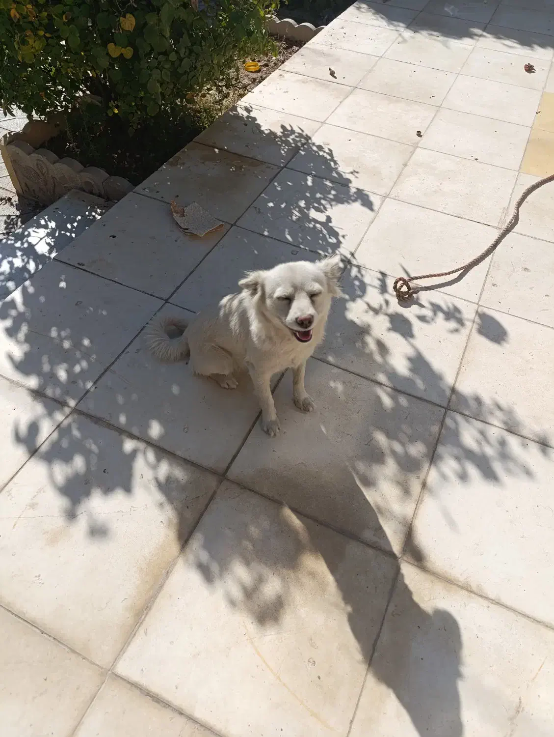 آشتپیز ژاپنی|سگ|الیگودرز, |دیوار