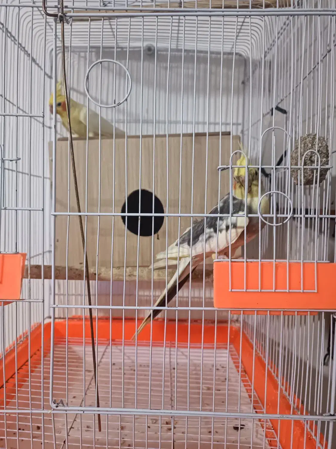 عروس هلندی|پرنده|شریف‌آباد, |دیوار