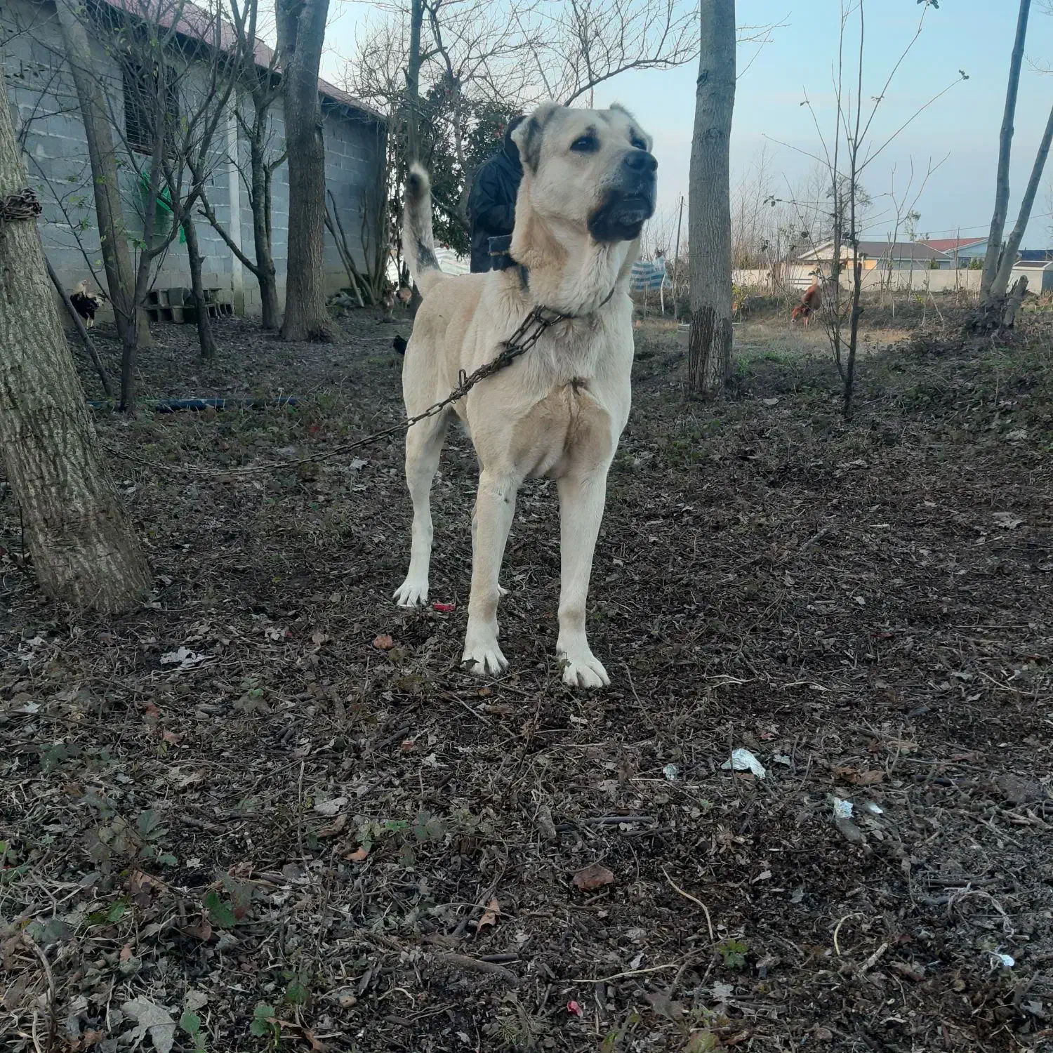 سگ سرابی|سگ|رشت, کوی امام رضا|دیوار