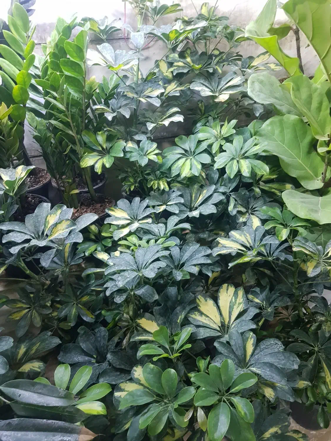 حراج گل و گیاه|حراج|همدان, |دیوار