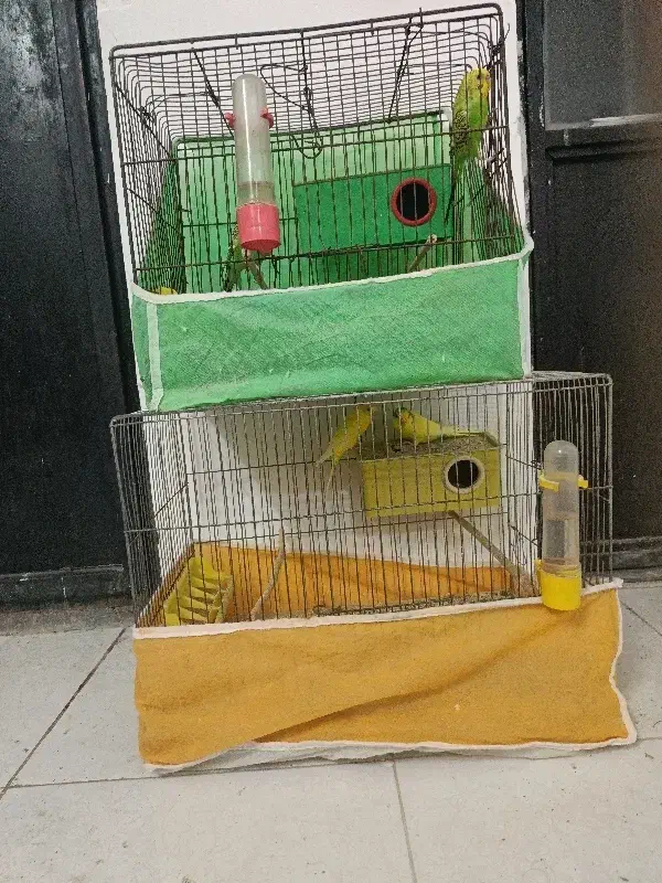 دوجفت مرغ عشق تخم گذارباقفس با تمام وسایل|پرنده|کرمان, |دیوار