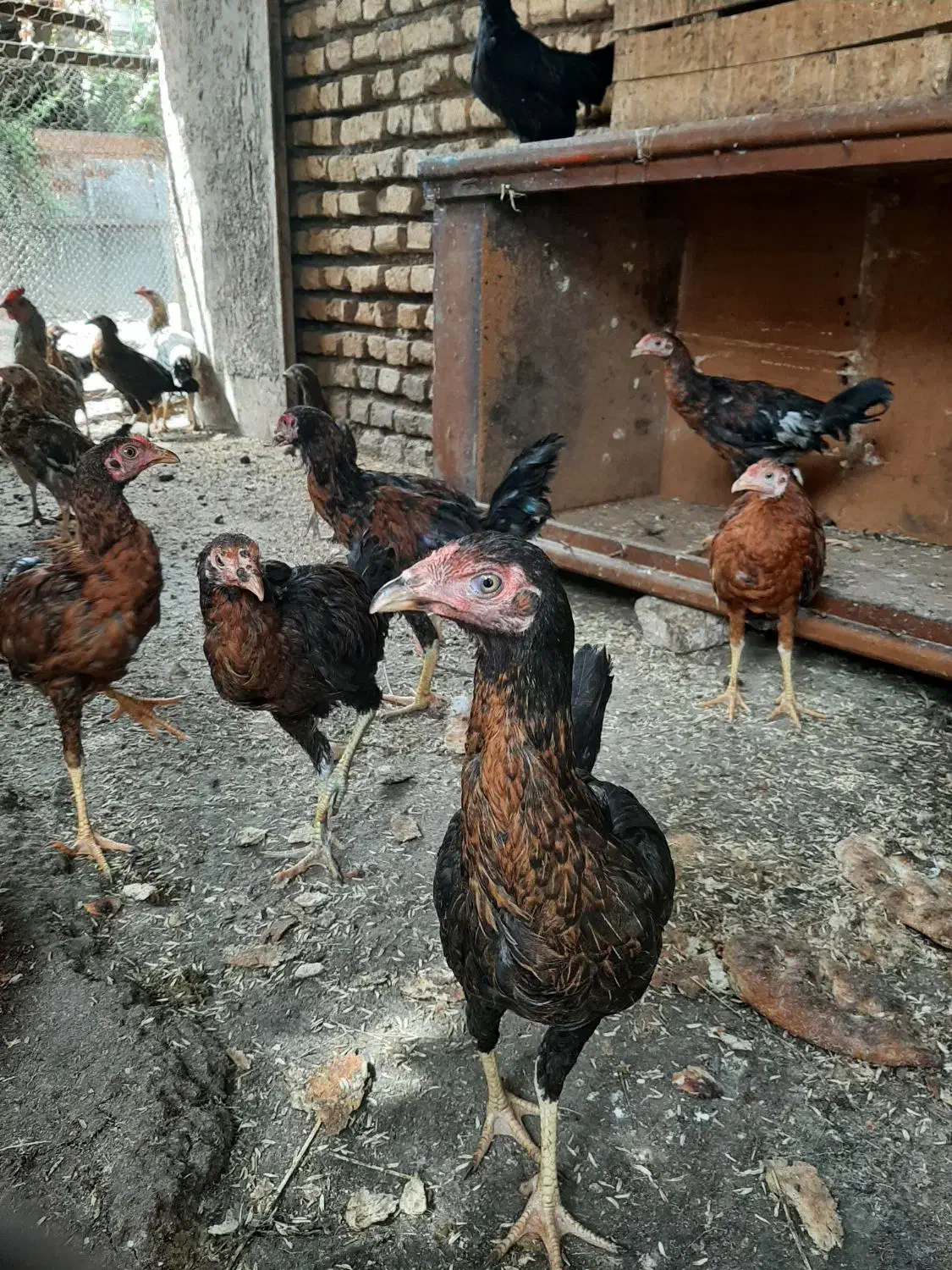 جوجه تشنومحلی|حیوانات مزرعه|سنگدوین, |دیوار