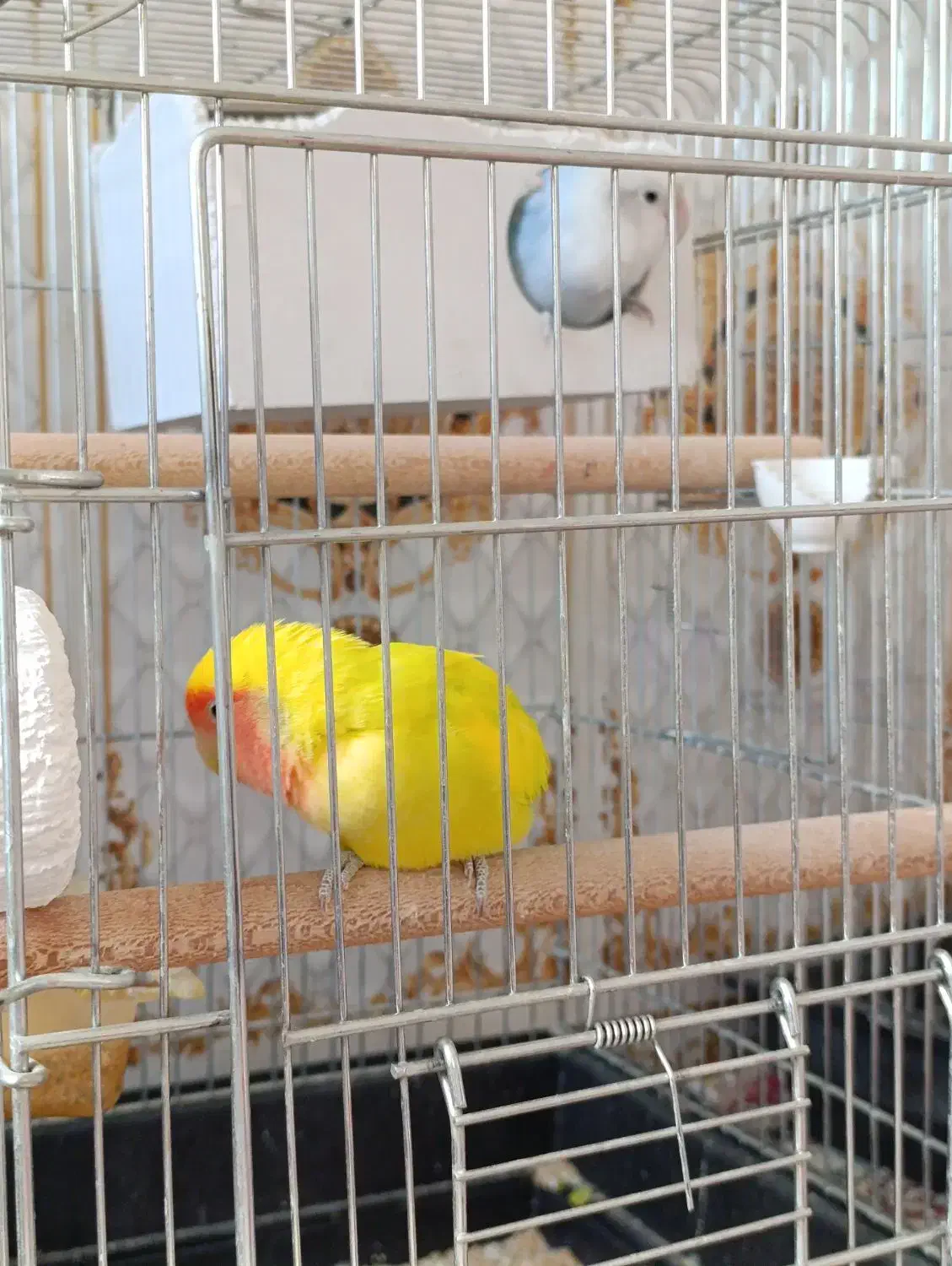 کوتوله برزیلی|پرنده|شیراز, داریون|دیوار