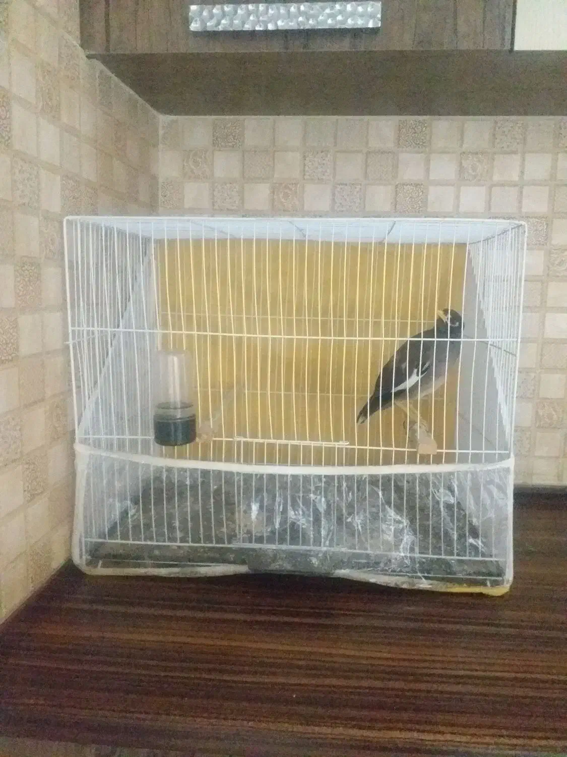 مینا سخنگو|پرنده|مشهد, فدک|دیوار