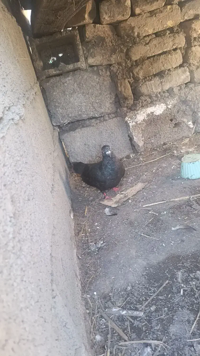 کبوتر زاغ نر ساعتی پرشی حراج حراج 200|پرنده|سنگدوین, |دیوار