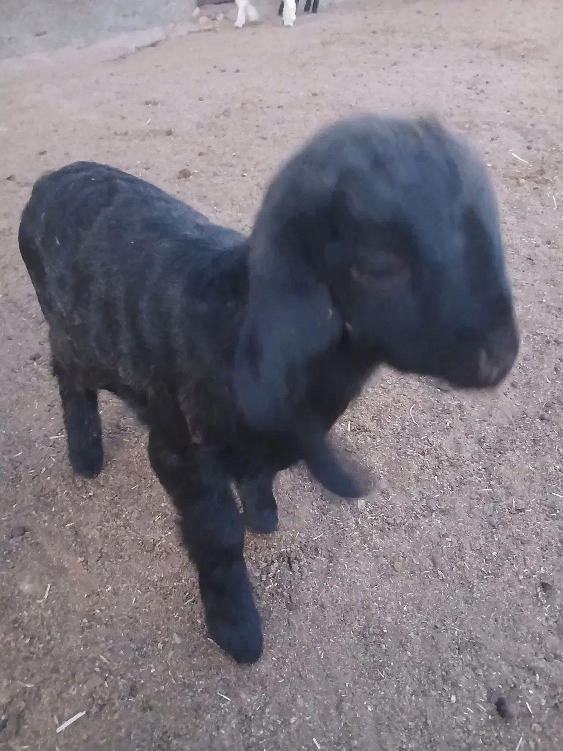 سلام فروش یک عدد کهره شیری شهرستان پاسارگاد|حیوانات مزرعه|پاسارگاد, |دیوار