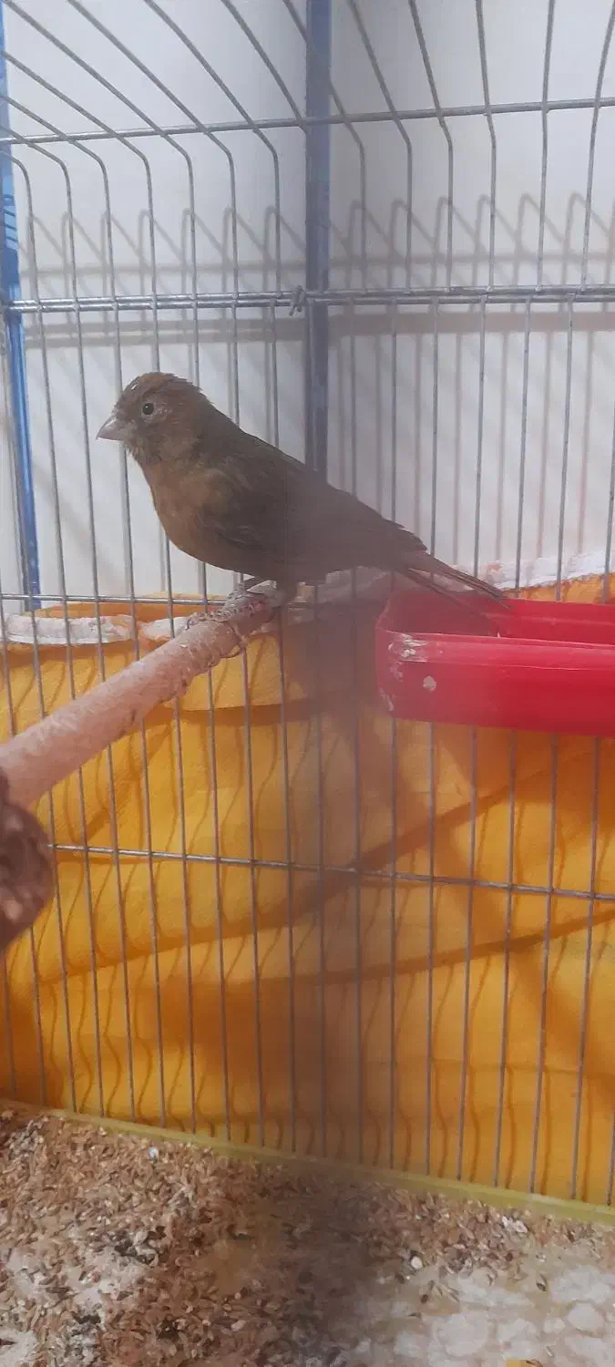 قناری سرخ کبالت پلاک ۲۰۲۴|پرنده|مرودشت, مختارآباد|دیوار