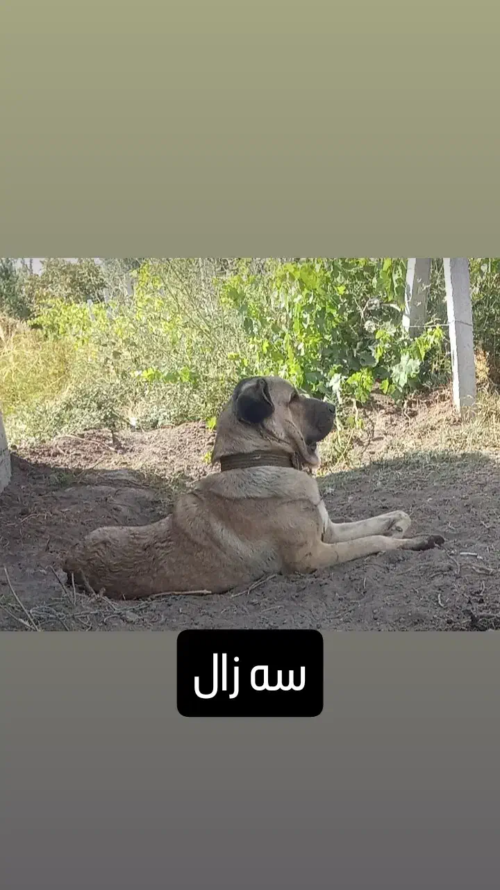 نرعراقی گمشده|حیوانات|ارومیه, |دیوار