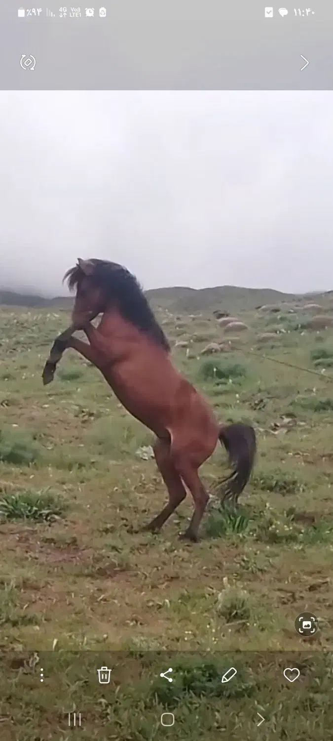 اسب نریان|اسب و تجهیزات اسبسواری|تسوج, |دیوار