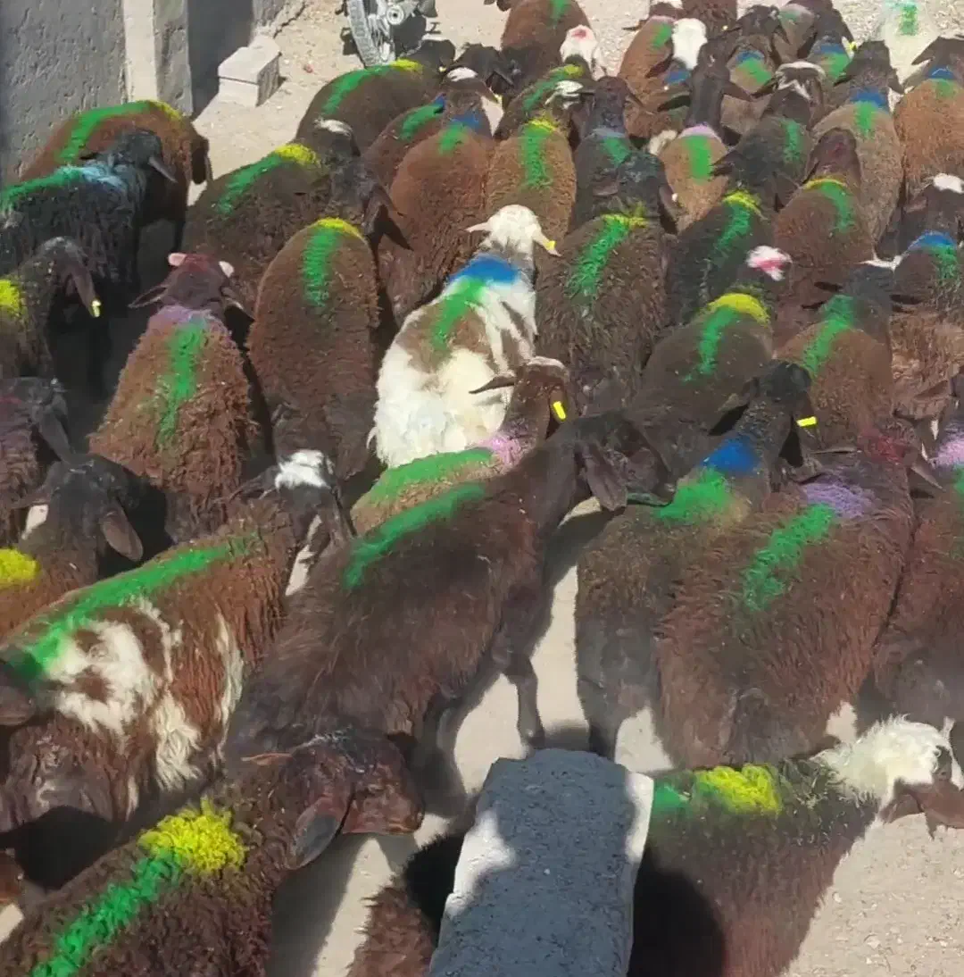 بره نر بهترین جنس|حیوانات مزرعه|مشهد, رباط طرق|دیوار