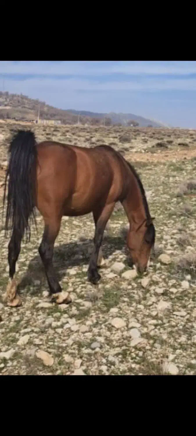 اسب مادیان|اسب و تجهیزات اسبسواری|شیراز, محمدیه|دیوار