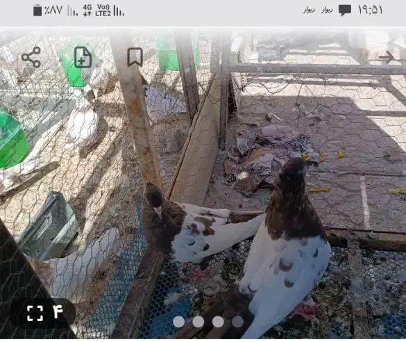 کبوتر سینه ای گم شده|پرنده|یزد, |دیوار