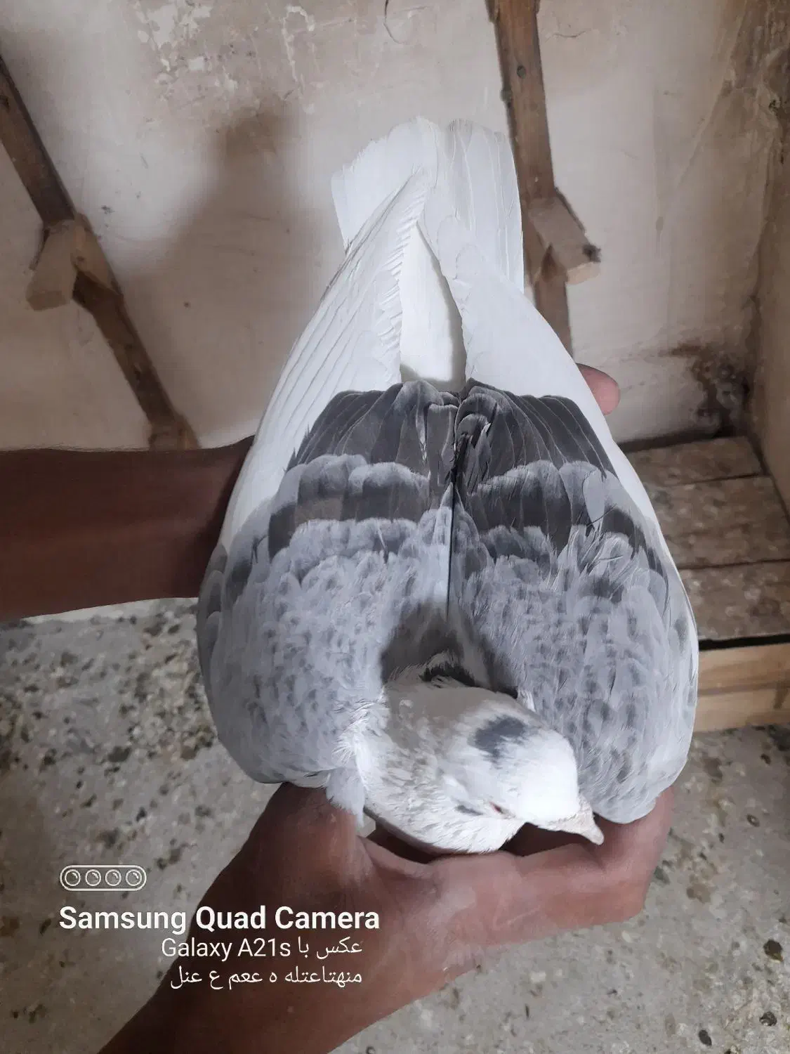 کبوتر کفتر  ارزون|پرنده|فسا, |دیوار