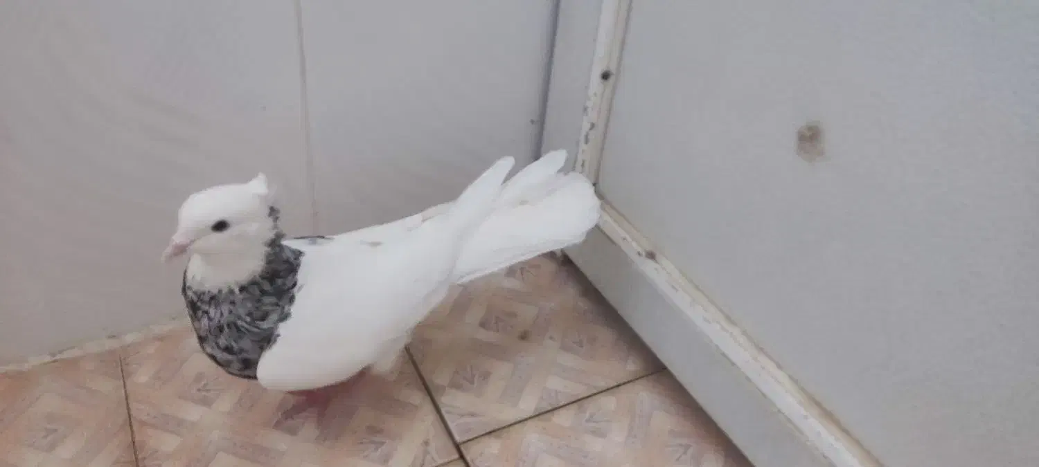 طوق شازده ای نر|پرنده|کازرون, |دیوار