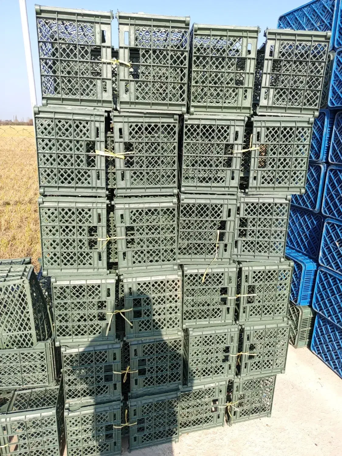 سبد پرتقال ونارنگی|حراج|ساری, |دیوار