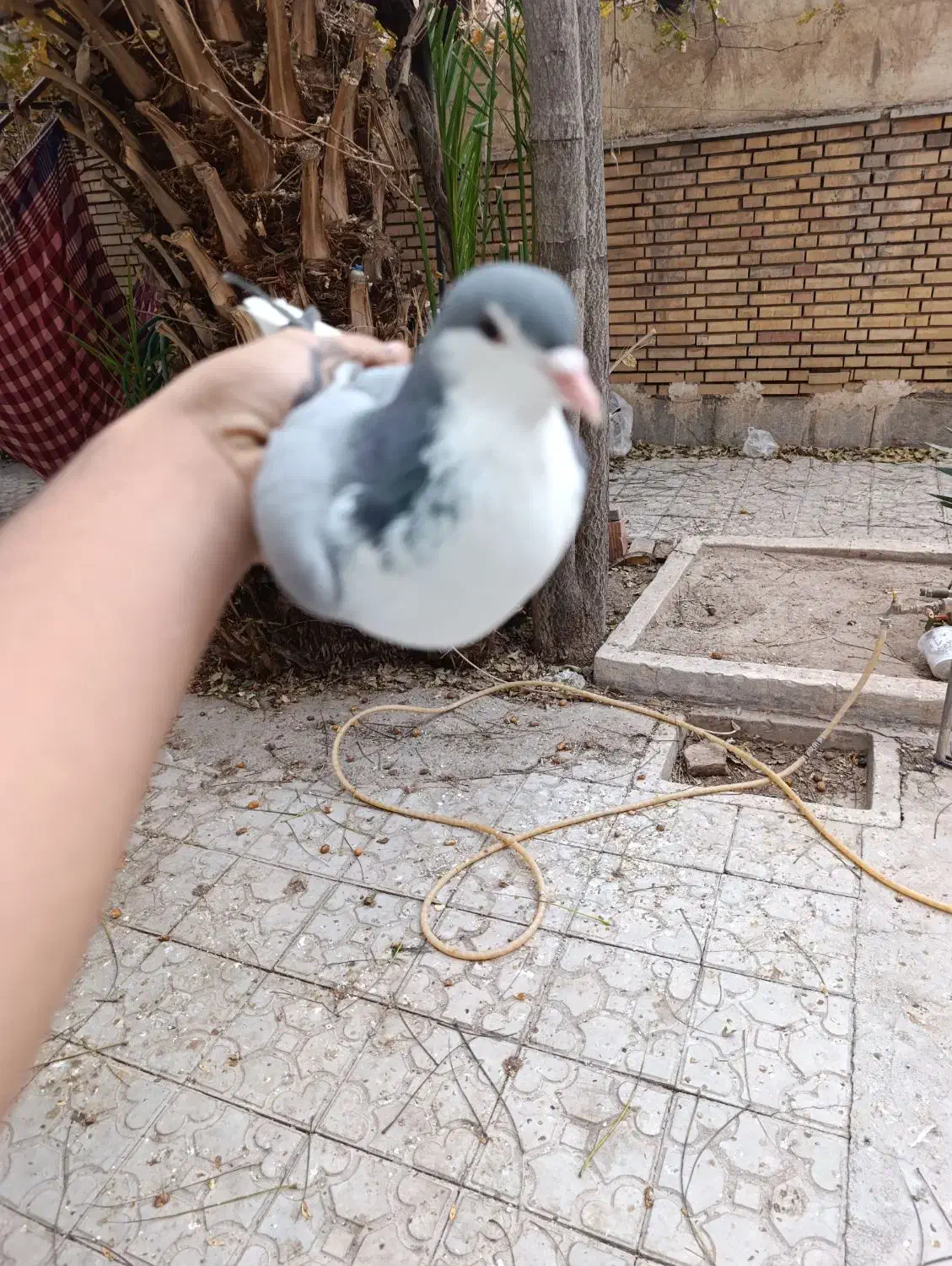 کبوتر|پرنده|کرمان, |دیوار