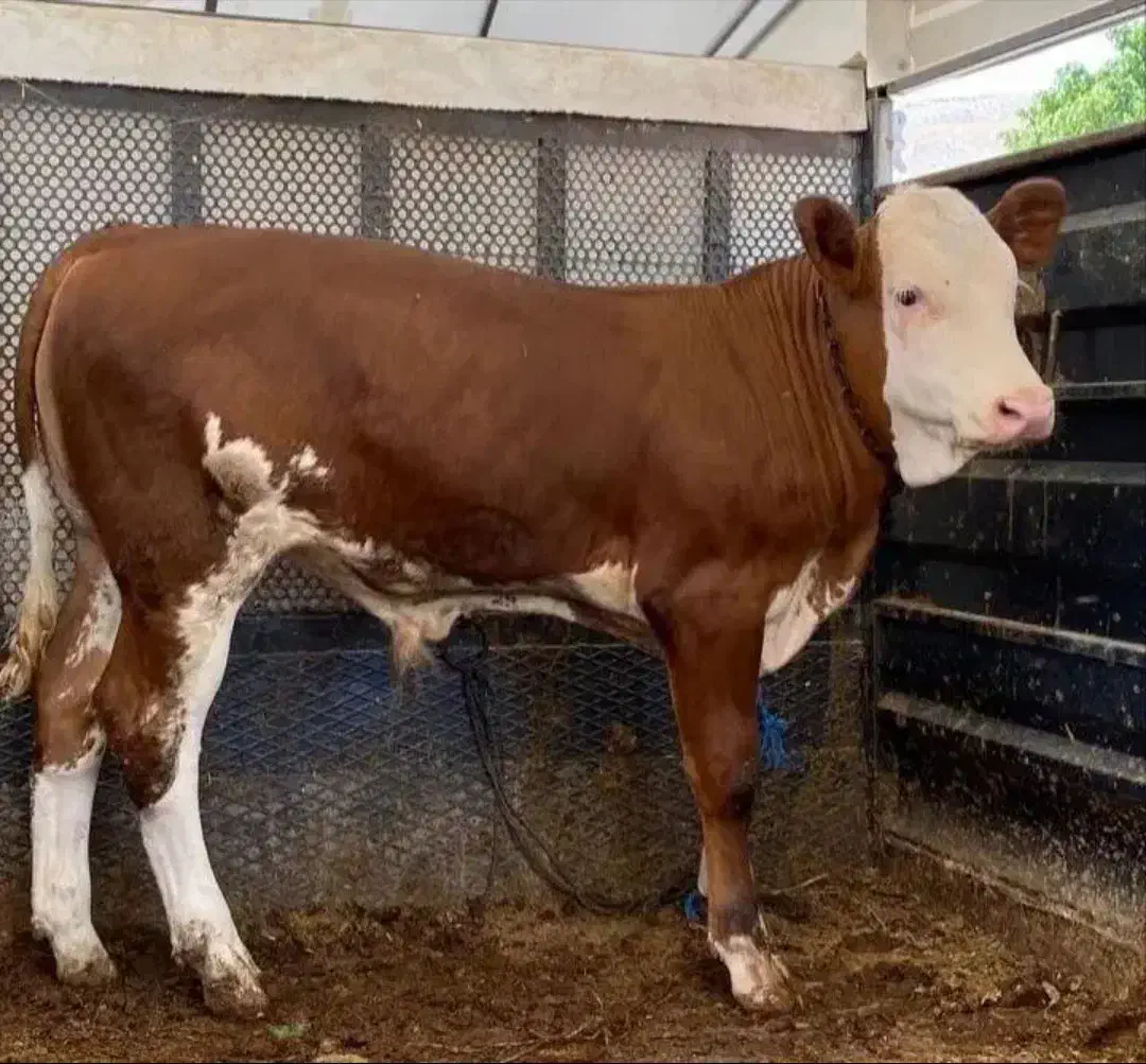 فروش انواع گاو گوساله|حیوانات مزرعه|سمنان, |دیوار