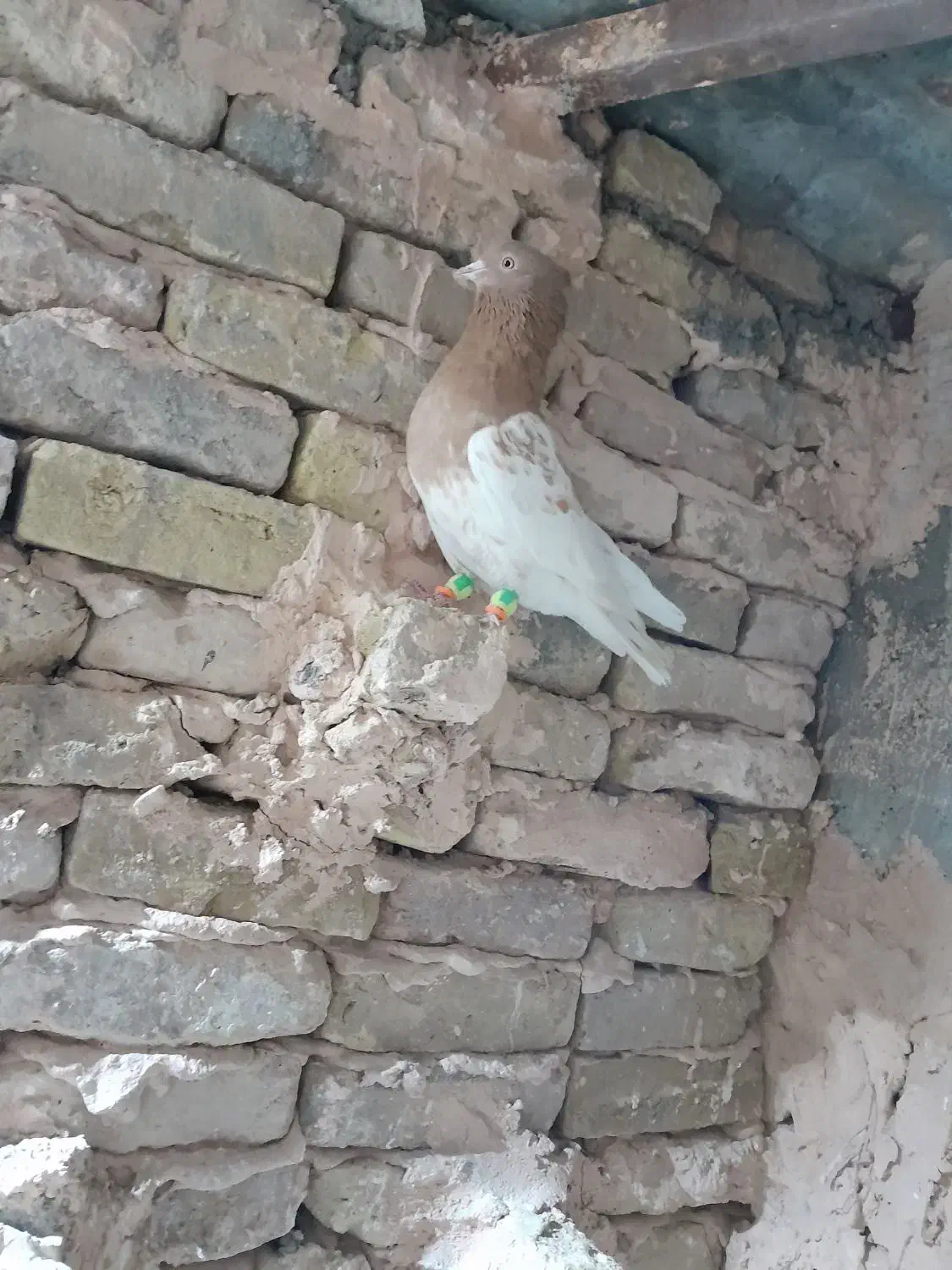 کفترا همه گرفتی|پرنده|سبزوار, باهنر|دیوار