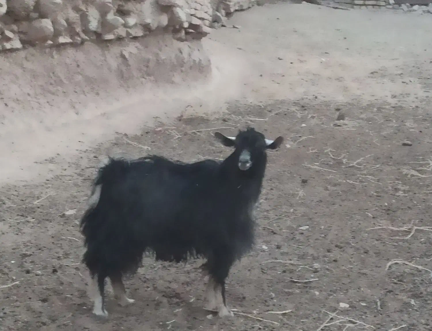 نر بز|حیوانات مزرعه|کاشان, راوند|دیوار