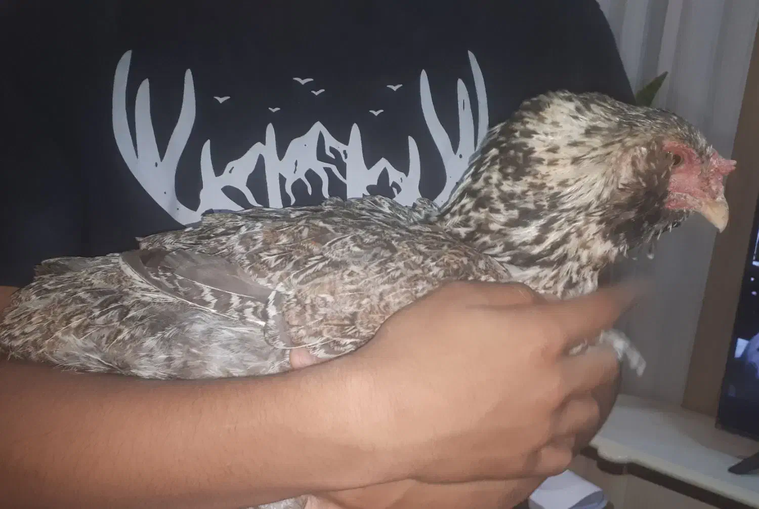 مرغ محلی ریش درشت|حیوانات مزرعه|بندرعباس, |دیوار