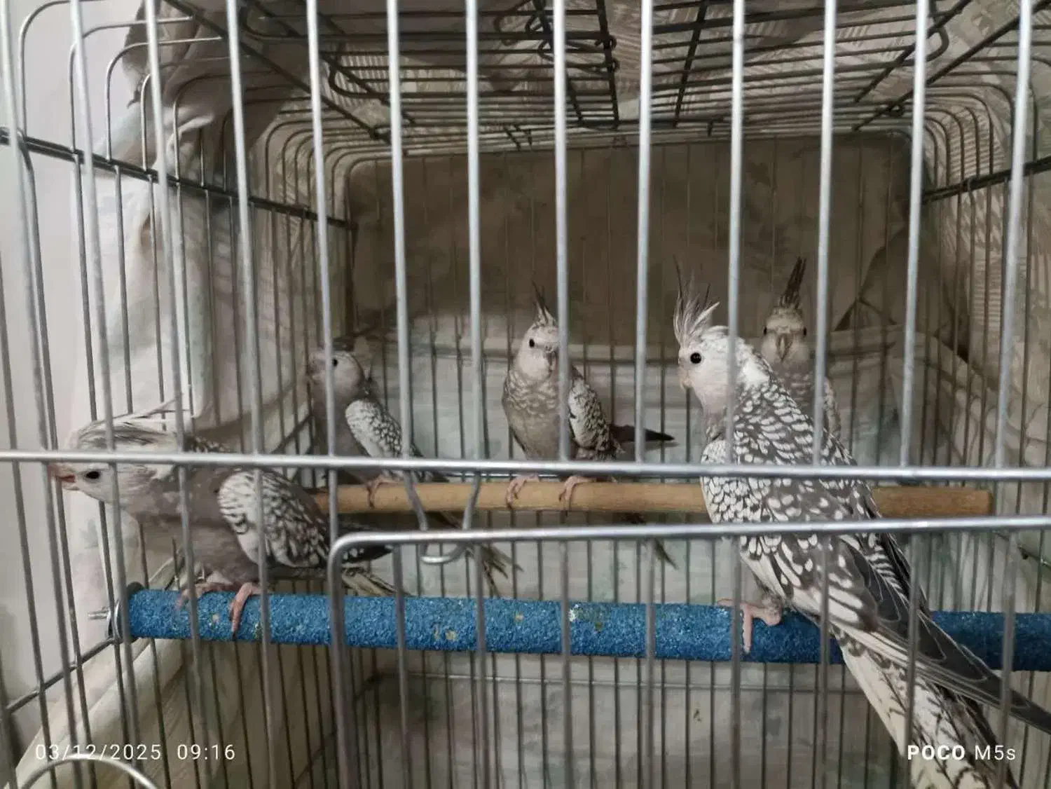 عروس هلندی|پرنده|مهریز, |دیوار