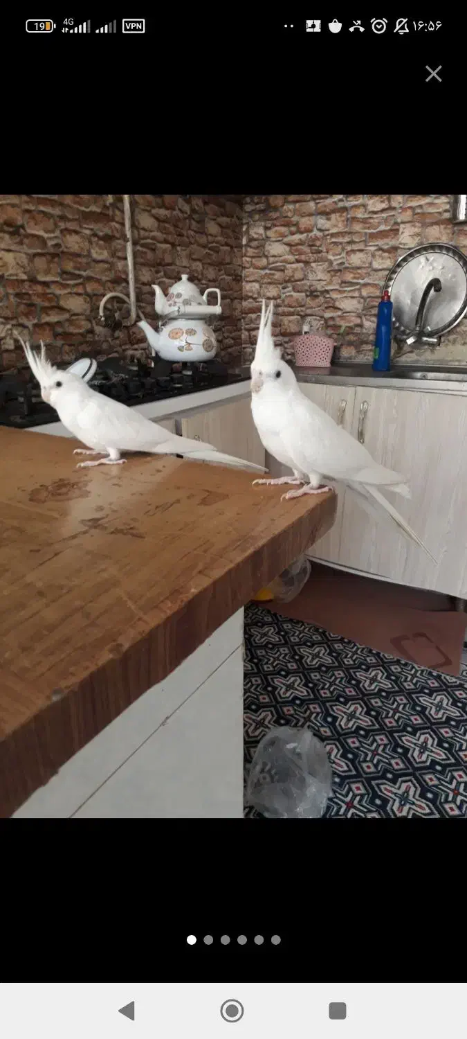 عروس هلندی مرغ عشق قناری کوتوله فنچ گرین چیک|پرنده|خواف, |دیوار