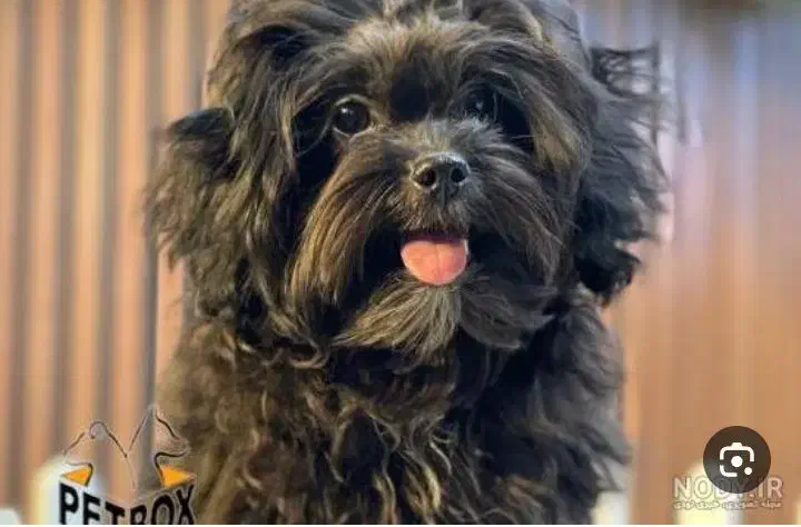 سگ نژاد دار نر شیتزو بفروش می رسد|سگ|رشت, لاکان|دیوار